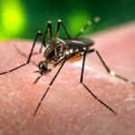 Tretman suzbijanja komaraca na teritoriji grada Pančeva